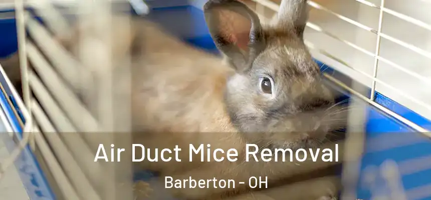  Air Duct Mice Removal Barberton - OH
